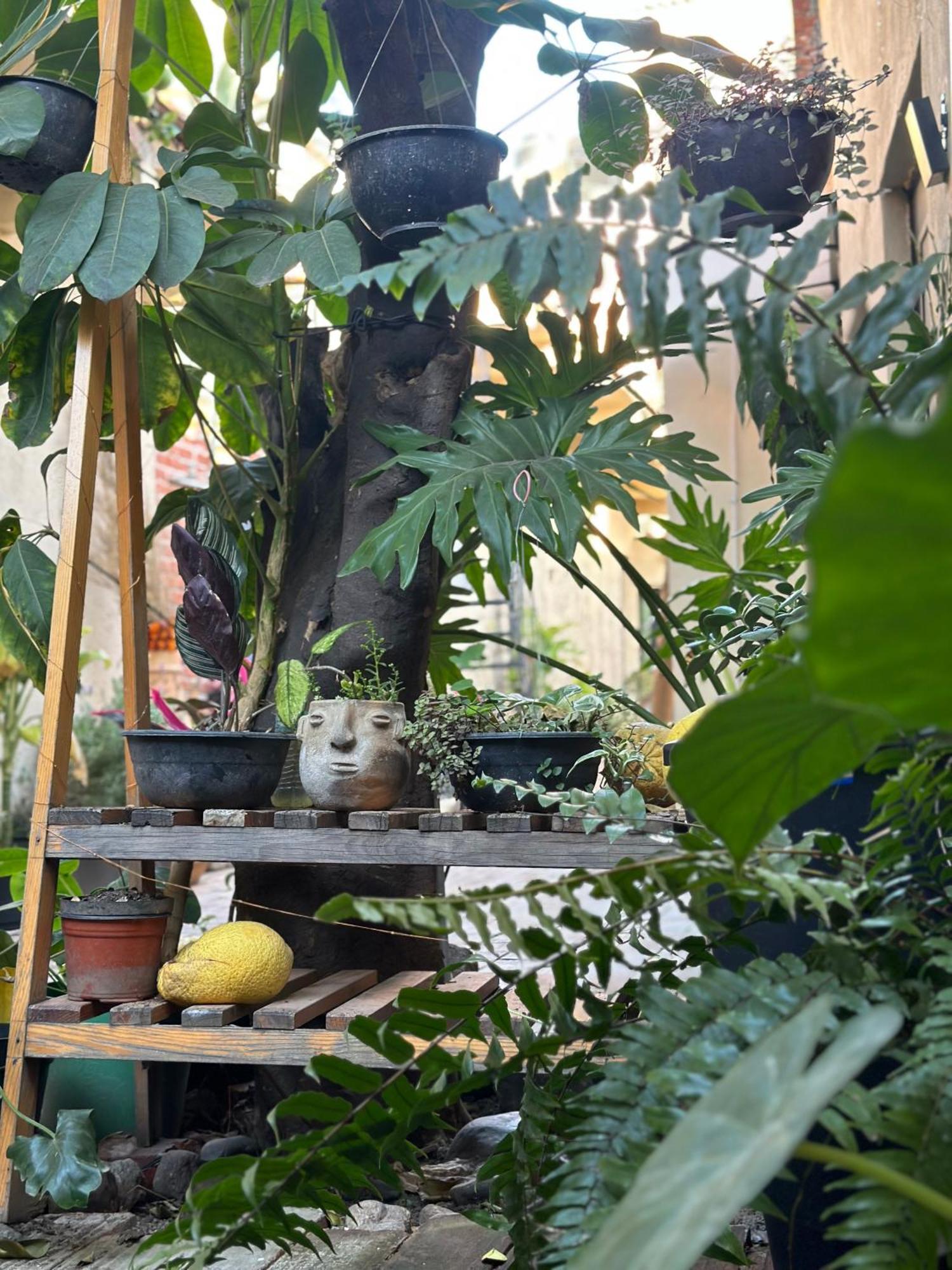 509 Accommodation Oaxaca ภายนอก รูปภาพ